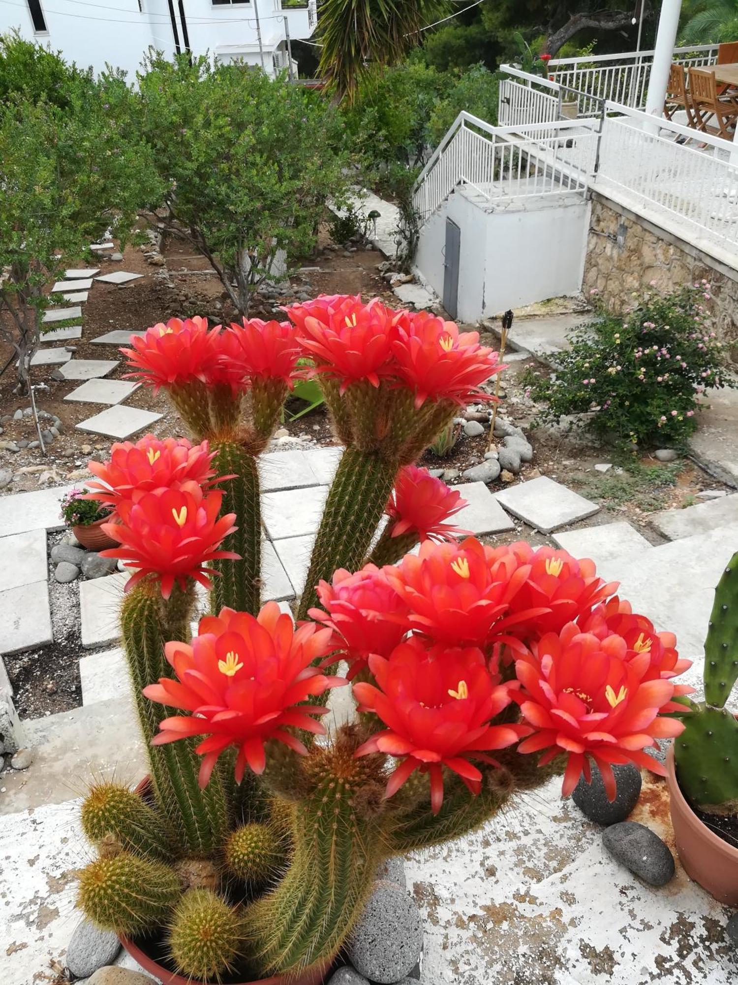 Agia Marina  Eri Studios المظهر الخارجي الصورة